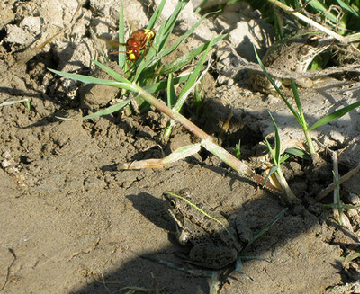 Как охотится лягушка на шмеля. Видео без монтажа