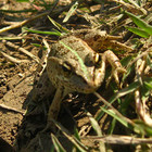 Лягушка на охоте