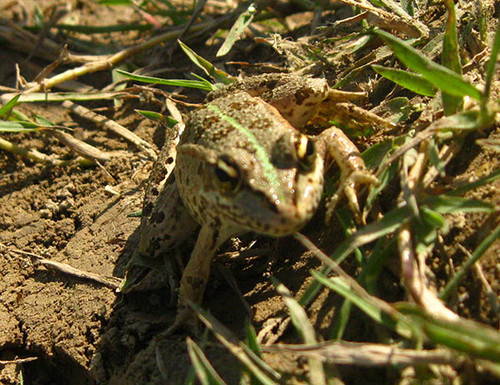 Лягушка на охоте